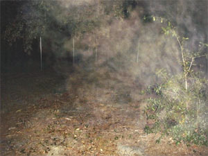 Ghost picture - Milton, Florida