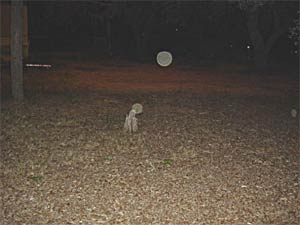 Ghost picture - Milton, Florida.